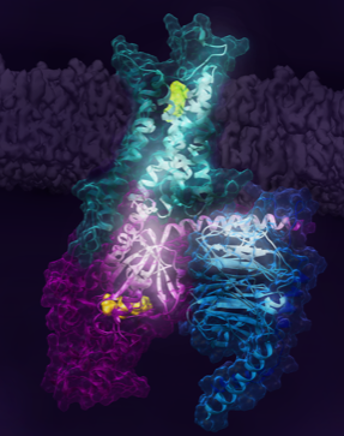 Activation of the human A2A receptor (shown in turquoise) in complex with a G protein consisting of the α, β, and γ subunits (shown in violet, light blue and bark blue, respectively), is exquisitely controlled by changes in dynamics and action of the liga