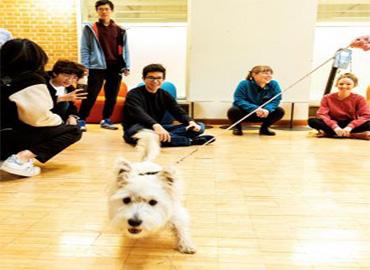 A white terrier ringed by young people faces the camera.